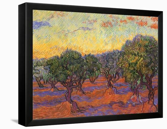 Grove of Olive Trees, 1889-Vincent van Gogh-Framed Premier Image Canvas