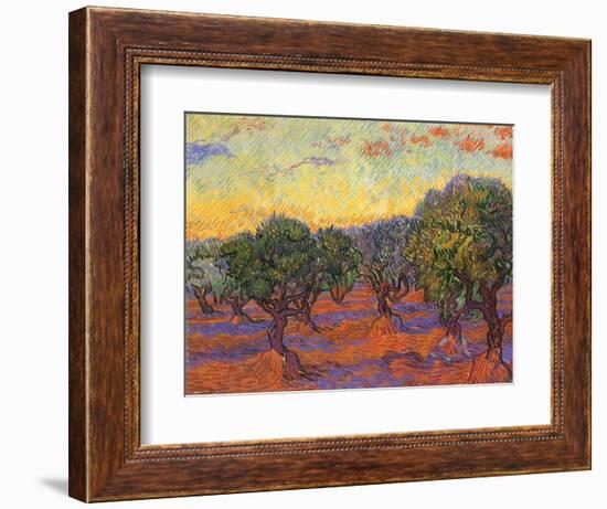 Grove of Olive Trees, 1889-Vincent van Gogh-Framed Giclee Print