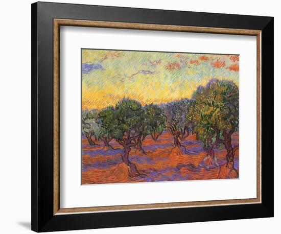 Grove of Olive Trees, 1889-Vincent van Gogh-Framed Giclee Print