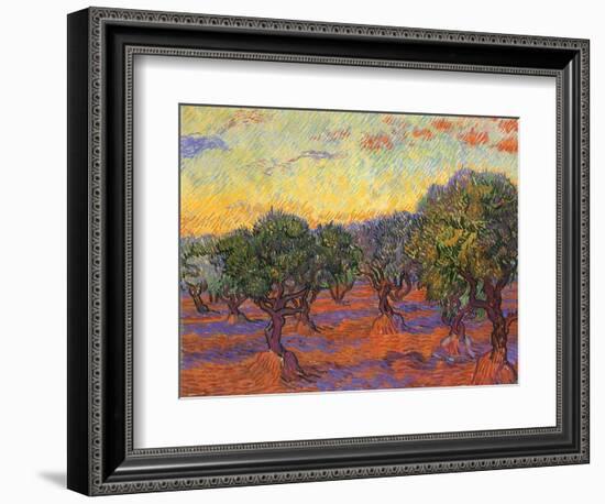 Grove of Olive Trees, 1889-Vincent van Gogh-Framed Giclee Print