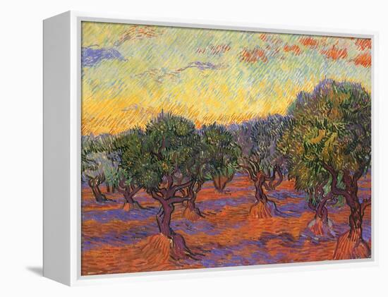 Grove of Olive Trees, 1889-Vincent van Gogh-Framed Premier Image Canvas