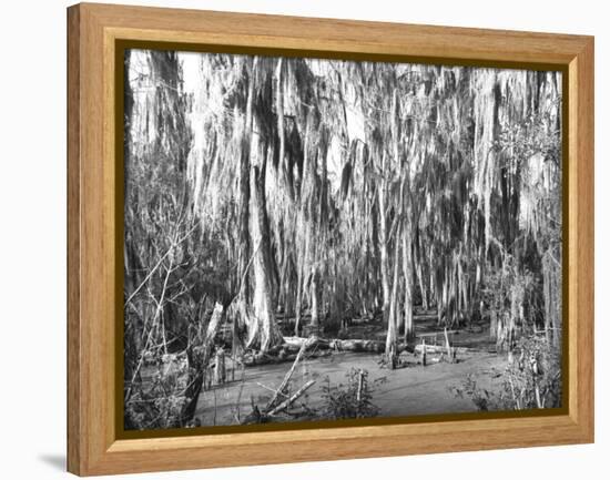 Groves of Oak and Cypress-null-Framed Premier Image Canvas