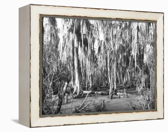 Groves of Oak and Cypress-null-Framed Premier Image Canvas