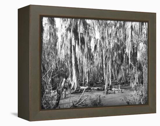 Groves of Oak and Cypress-null-Framed Premier Image Canvas