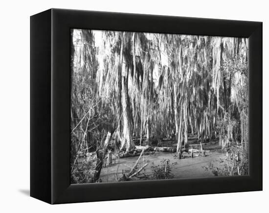 Groves of Oak and Cypress-null-Framed Premier Image Canvas