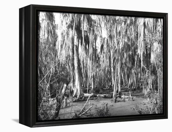 Groves of Oak and Cypress-null-Framed Premier Image Canvas