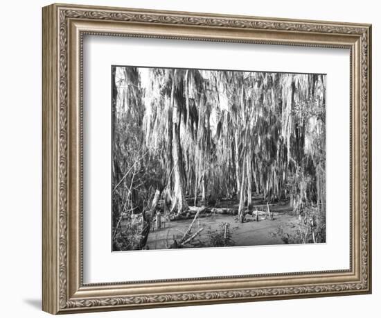 Groves of Oak and Cypress-null-Framed Photographic Print