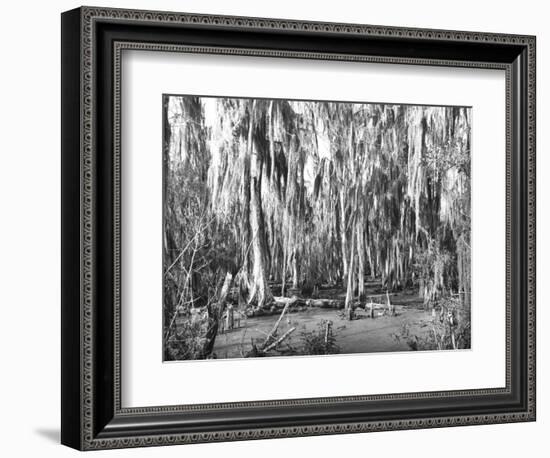 Groves of Oak and Cypress-null-Framed Photographic Print