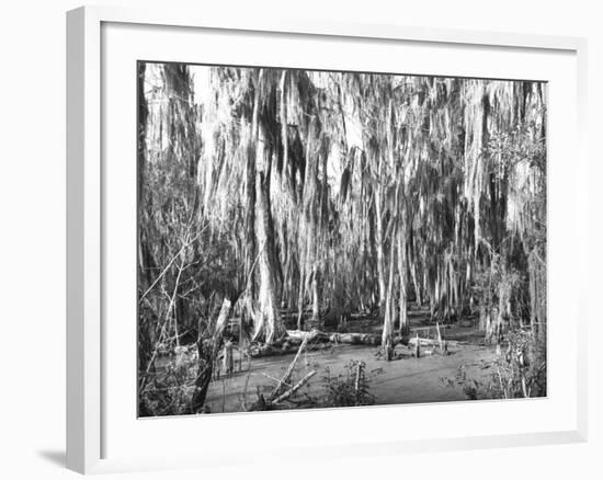 Groves of Oak and Cypress-null-Framed Photographic Print