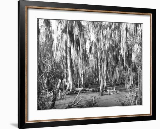 Groves of Oak and Cypress-null-Framed Photographic Print