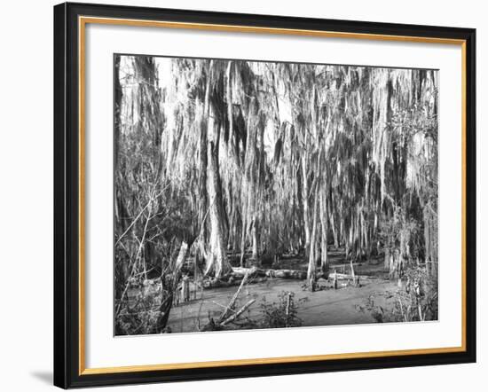 Groves of Oak and Cypress-null-Framed Photographic Print