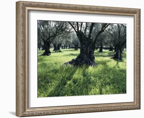 Groves of Olive Trees, Island of Naxos, Cyclades, Greece, Europe-David Beatty-Framed Photographic Print