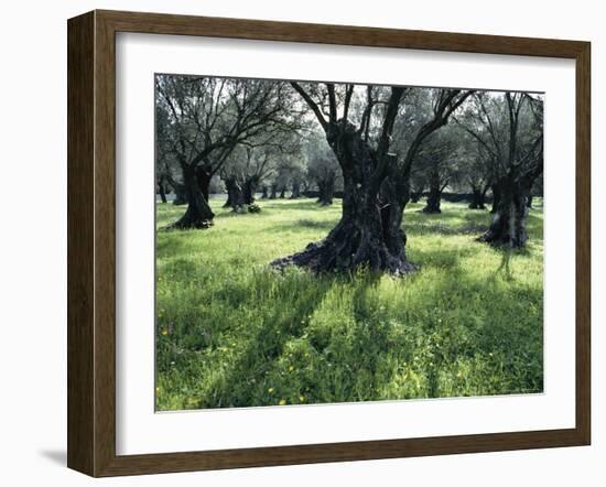 Groves of Olive Trees, Island of Naxos, Cyclades, Greece, Europe-David Beatty-Framed Photographic Print