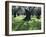 Groves of Olive Trees, Island of Naxos, Cyclades, Greece, Europe-David Beatty-Framed Photographic Print