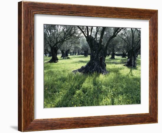 Groves of Olive Trees, Island of Naxos, Cyclades, Greece, Europe-David Beatty-Framed Photographic Print