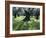 Groves of Olive Trees, Island of Naxos, Cyclades, Greece, Europe-David Beatty-Framed Photographic Print