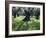 Groves of Olive Trees, Island of Naxos, Cyclades, Greece, Europe-David Beatty-Framed Photographic Print