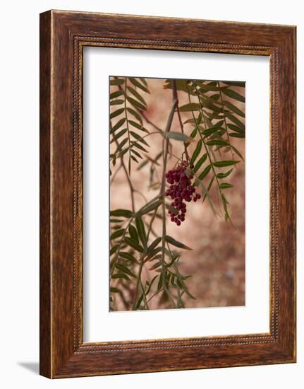 Growing as Vines Throughout the Town of San Pedro de Atacama-Mallorie Ostrowitz-Framed Photographic Print