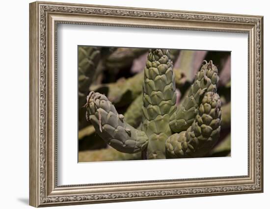 Growing in Front of the Tocanao Church, Is This Local Cactus-Mallorie Ostrowitz-Framed Photographic Print