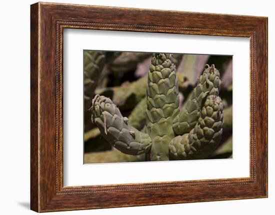 Growing in Front of the Tocanao Church, Is This Local Cactus-Mallorie Ostrowitz-Framed Photographic Print