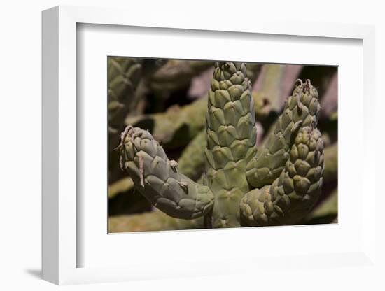 Growing in Front of the Tocanao Church, Is This Local Cactus-Mallorie Ostrowitz-Framed Photographic Print