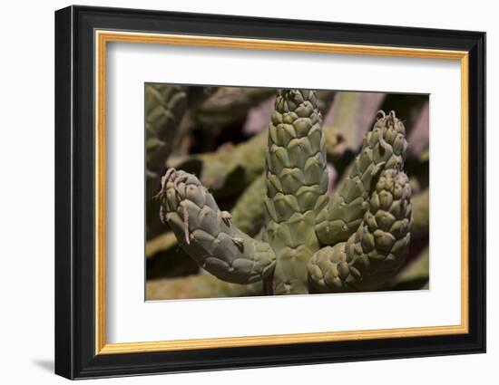 Growing in Front of the Tocanao Church, Is This Local Cactus-Mallorie Ostrowitz-Framed Photographic Print