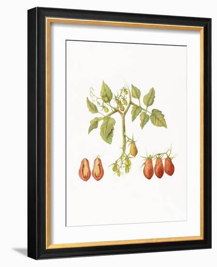 Growing Romas-Deborah Kopka-Framed Giclee Print