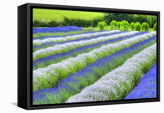 Growing White and Blue Lavender (Lavandula), Sequim, Olympic Peninsula-Richard Maschmeyer-Framed Premier Image Canvas