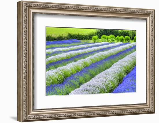 Growing White and Blue Lavender (Lavandula), Sequim, Olympic Peninsula-Richard Maschmeyer-Framed Photographic Print