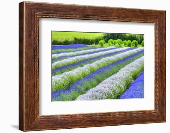 Growing White and Blue Lavender (Lavandula), Sequim, Olympic Peninsula-Richard Maschmeyer-Framed Photographic Print