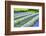 Growing White and Blue Lavender (Lavandula), Sequim, Olympic Peninsula-Richard Maschmeyer-Framed Photographic Print