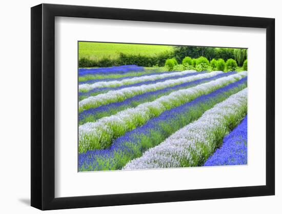 Growing White and Blue Lavender (Lavandula), Sequim, Olympic Peninsula-Richard Maschmeyer-Framed Photographic Print