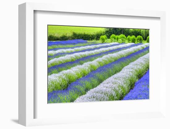 Growing White and Blue Lavender (Lavandula), Sequim, Olympic Peninsula-Richard Maschmeyer-Framed Photographic Print