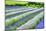 Growing White and Blue Lavender (Lavandula), Sequim, Olympic Peninsula-Richard Maschmeyer-Mounted Photographic Print