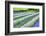 Growing White and Blue Lavender (Lavandula), Sequim, Olympic Peninsula-Richard Maschmeyer-Framed Photographic Print