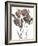 Growing Wild II-Ethan Harper-Framed Art Print