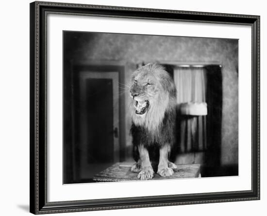 Growling Lion in a Living Room-null-Framed Photo