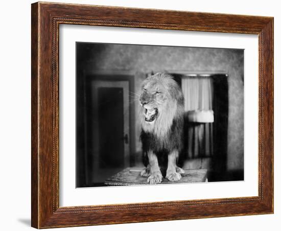 Growling Lion in a Living Room-null-Framed Photo