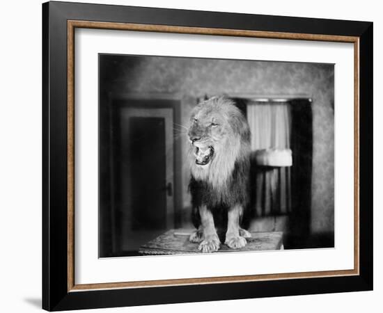 Growling Lion in a Living Room-null-Framed Photo