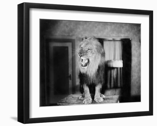 Growling Lion in a Living Room-null-Framed Photo