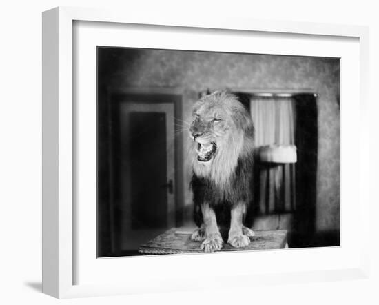 Growling Lion in a Living Room-null-Framed Photo