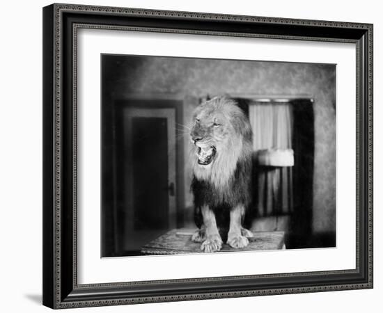 Growling Lion in a Living Room-null-Framed Photo