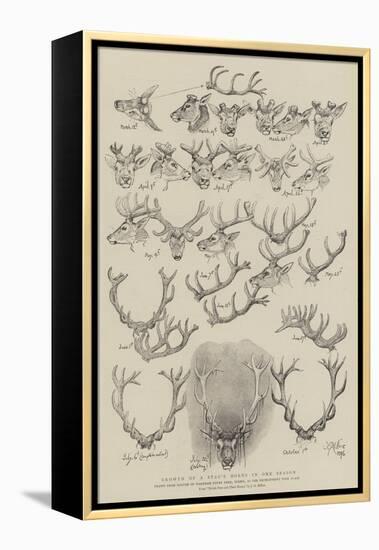 Growth of a Stag's Horns in One Season-John Everett Millais-Framed Premier Image Canvas