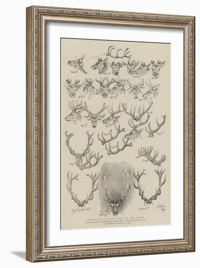 Growth of a Stag's Horns in One Season-John Everett Millais-Framed Giclee Print