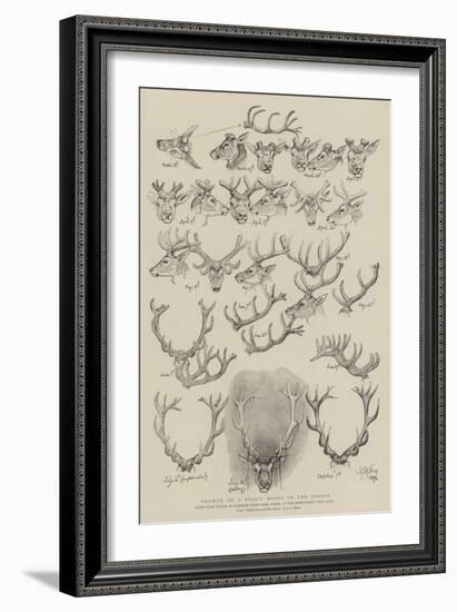 Growth of a Stag's Horns in One Season-John Everett Millais-Framed Giclee Print