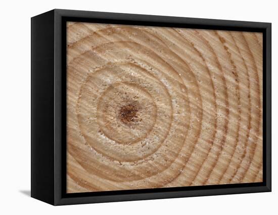 Growth Rings in Trunk of Spruce Tree, Norway-Pete Cairns-Framed Premier Image Canvas