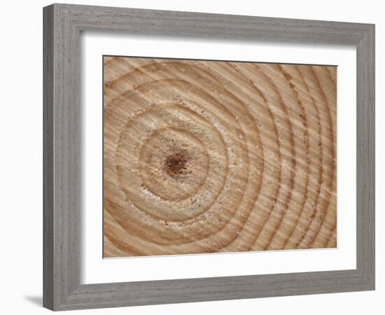 Growth Rings in Trunk of Spruce Tree, Norway-Pete Cairns-Framed Photographic Print