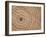 Growth Rings in Trunk of Spruce Tree, Norway-Pete Cairns-Framed Photographic Print