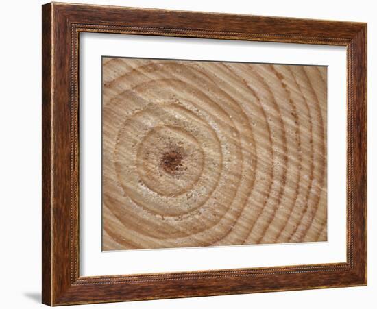 Growth Rings in Trunk of Spruce Tree, Norway-Pete Cairns-Framed Photographic Print