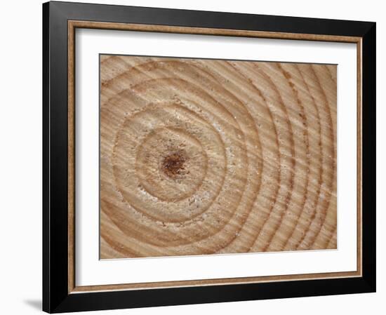 Growth Rings in Trunk of Spruce Tree, Norway-Pete Cairns-Framed Photographic Print